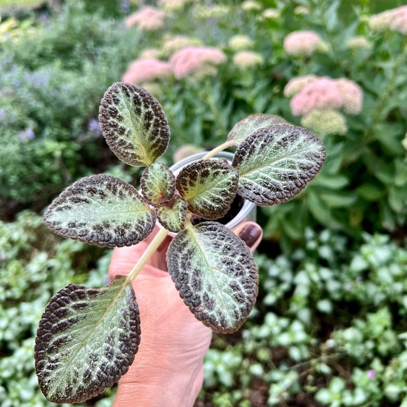 Episcia Cupreata - Picture 3 of 6